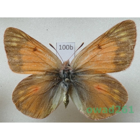 Colias eogene erythas Grum-Grshimailo, 1890 female Tadjikistan100b
